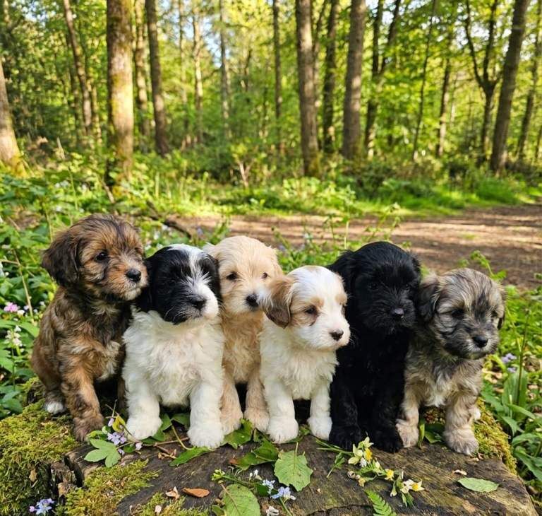 Poodle Puppies For Sale