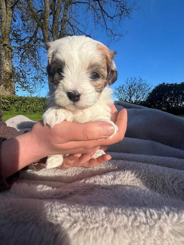 Maltipoo puppies - Image 2 of 5
