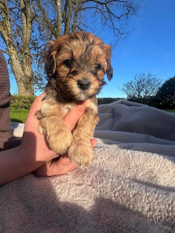 Maltipoo puppies - Image 3 of 5