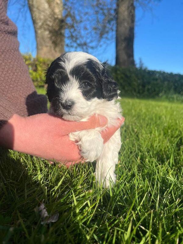 Maltipoo puppies - Image 4 of 5