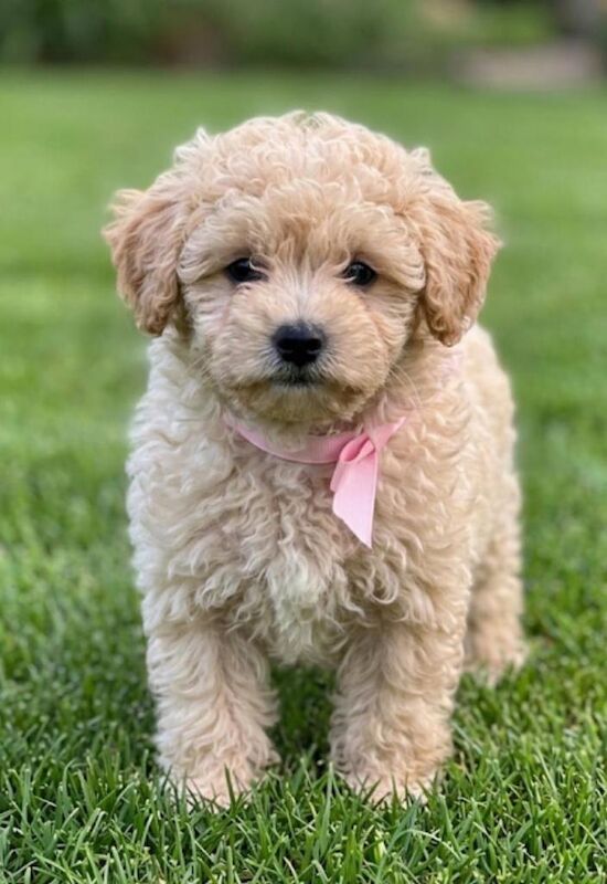 maltipoo puppies - Image 2 of 4