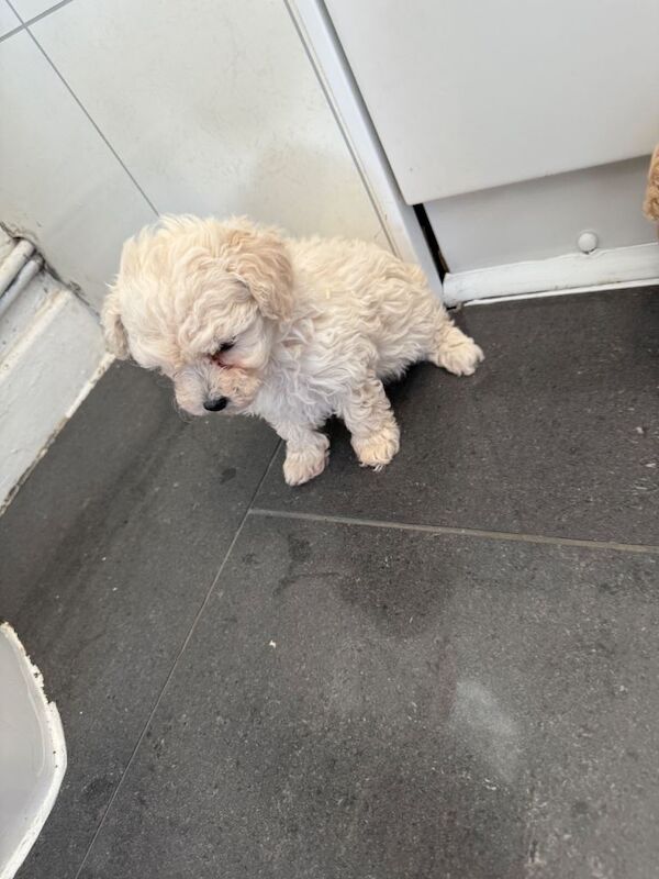 maltipoo puppies - Image 4 of 4