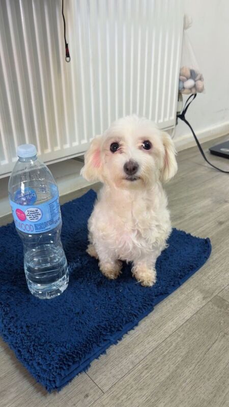 Maltipoo puppies