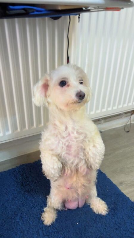 Maltipoo puppies - Image 2 of 3