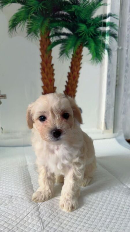 Maltipoo puppies - Image 3 of 3