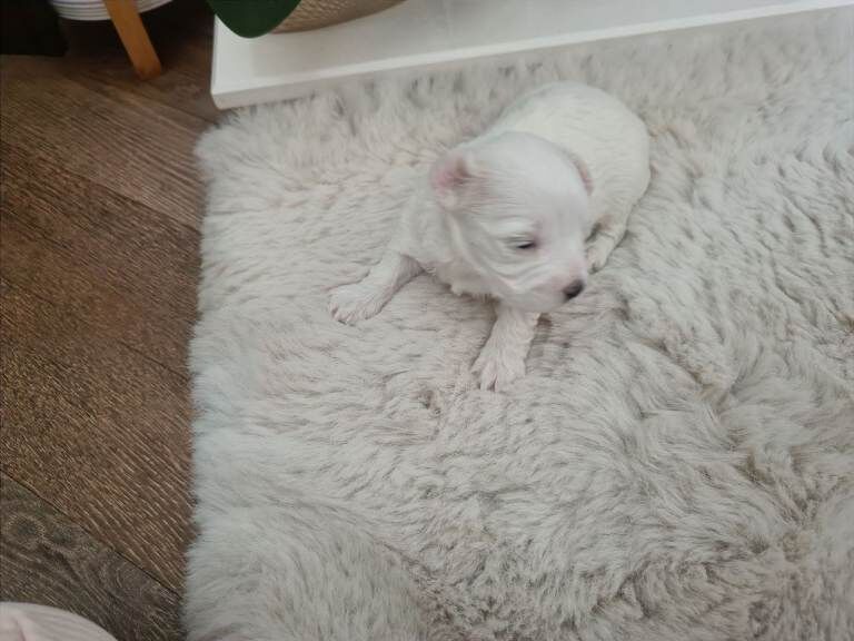 Poodle Puppies For Sale Under £1,000