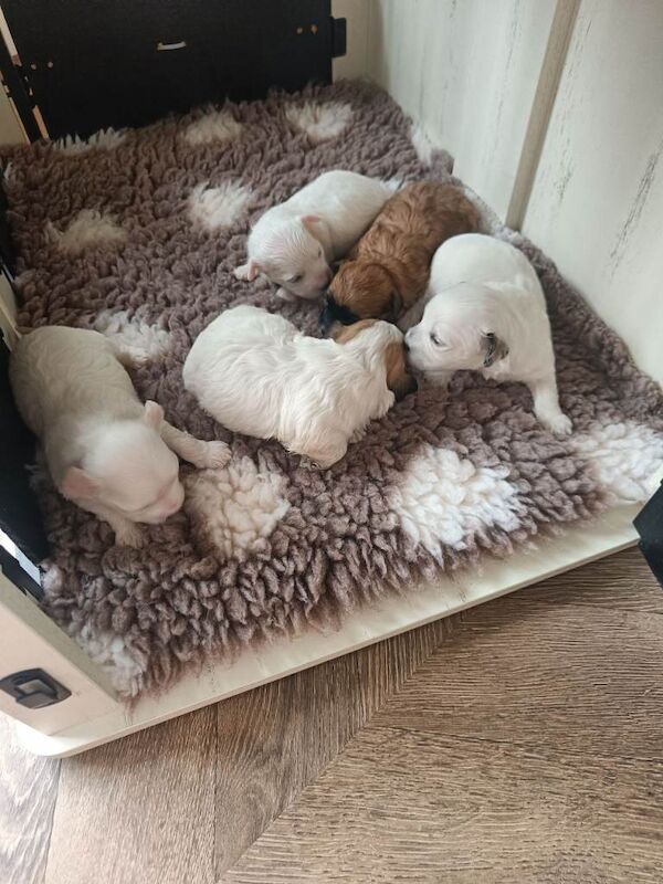 Maltipoo puppies - Image 2 of 6