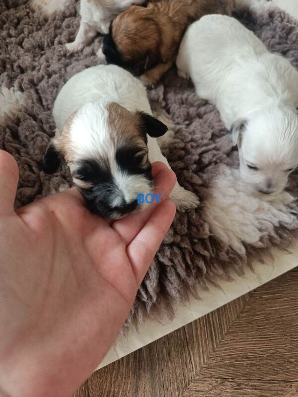 Maltipoo puppies - Image 3 of 6