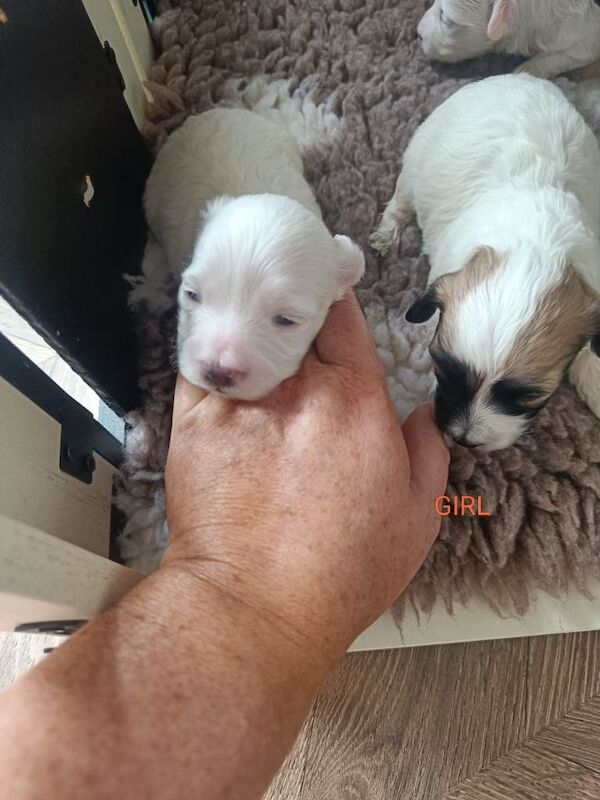 Maltipoo puppies - Image 4 of 6