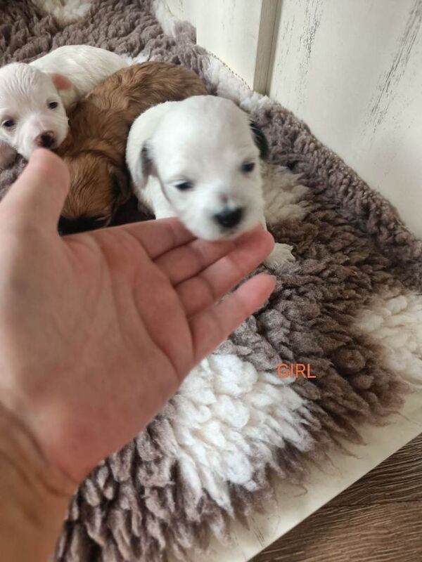 Maltipoo puppies - Image 5 of 6