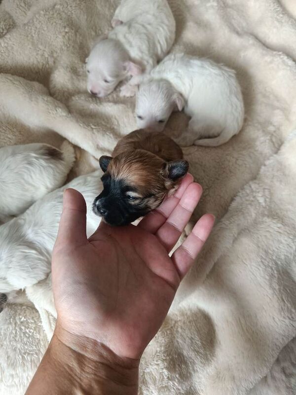 Maltipoo puppies - Image 6 of 6