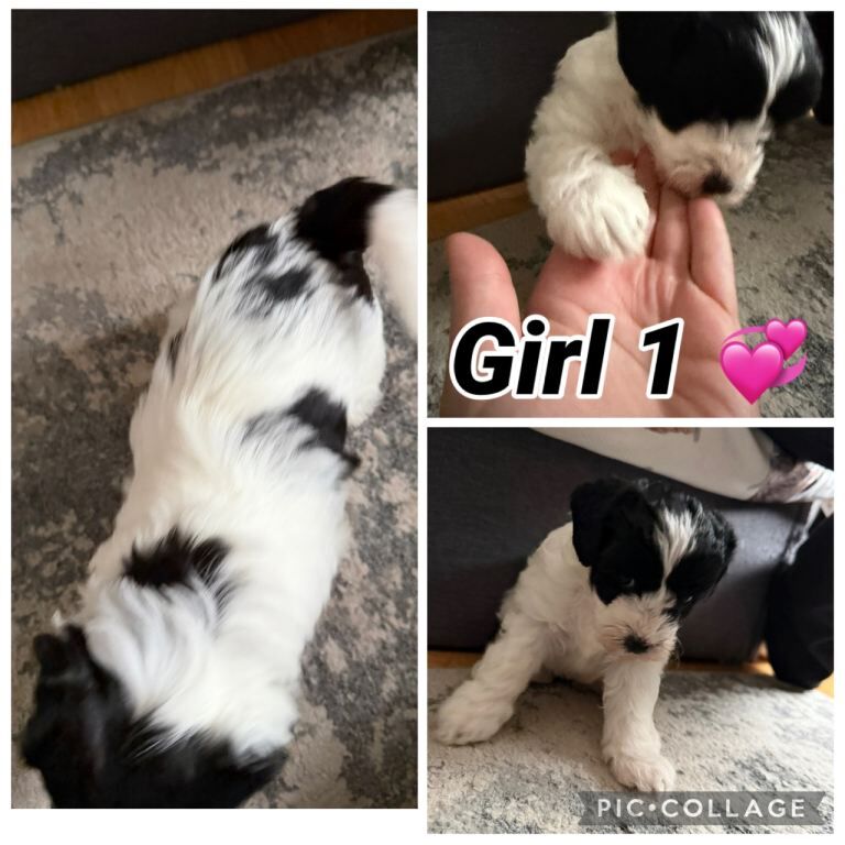 Maltipoo puppies