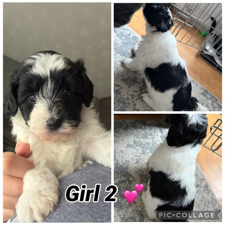 Maltipoo puppies - Image 2 of 4