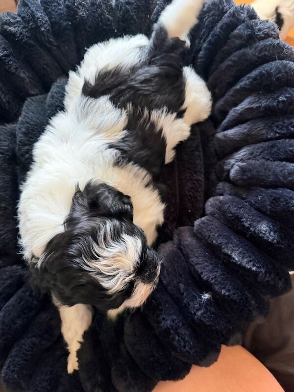 Maltipoo puppies - Image 3 of 4