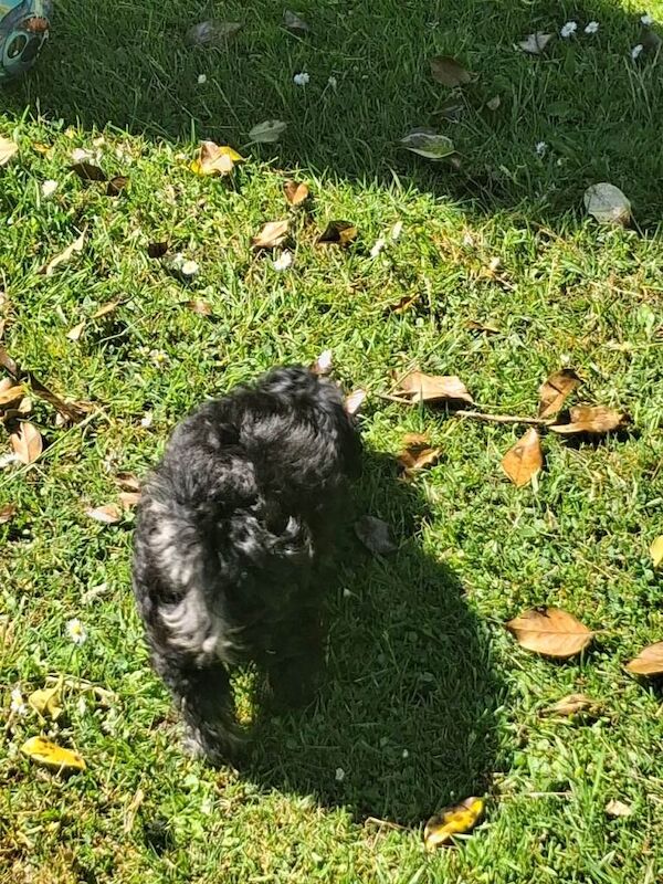 Poodle Puppies For Sale