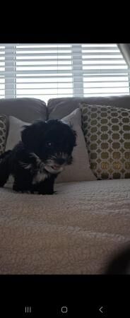 Maltipoo puppies Ready now for sale in Sandy, Carmarthenshire
