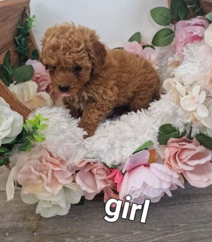 Maltipoo puppies ready now