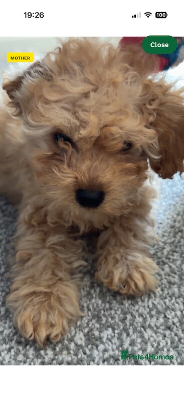 Maltipoo puppies ready now - Image 2 of 6