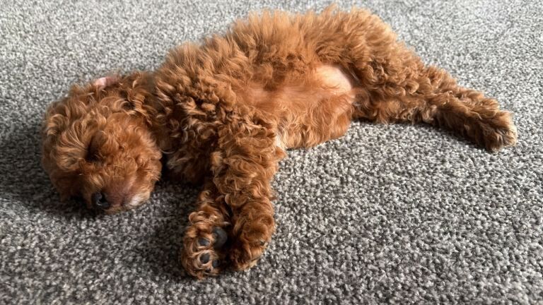 Maltipoo puppies ready now - Image 3 of 6