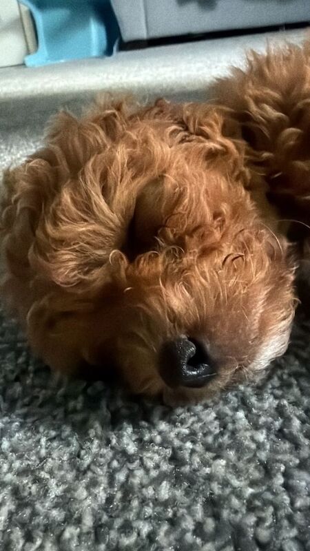 Maltipoo puppies ready now - Image 4 of 6