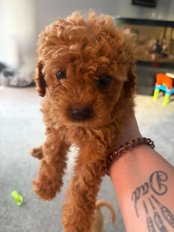 Maltipoo puppies ready now - Image 5 of 6