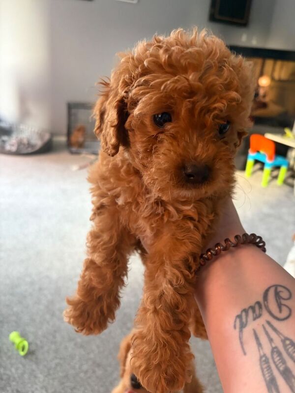 Maltipoo puppies ready now - Image 6 of 6