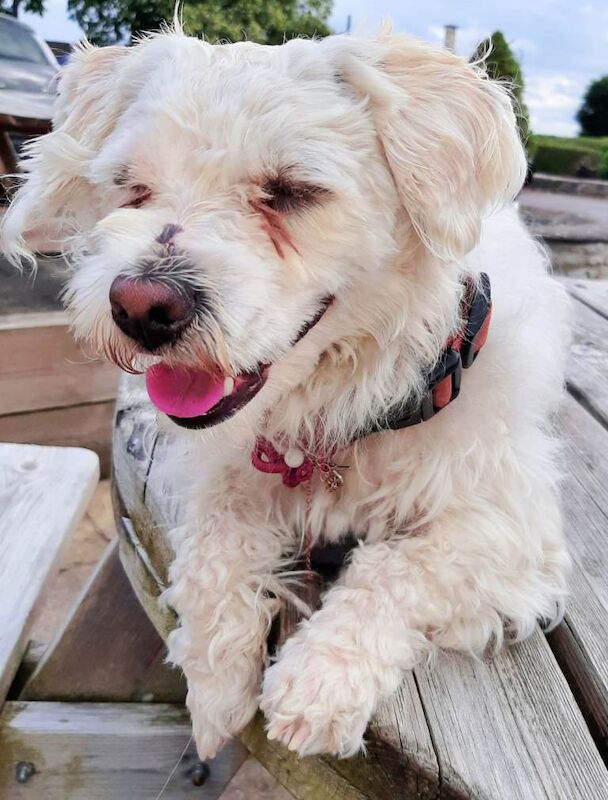 Maltipoo Puppy For Sale - Image 2 of 3
