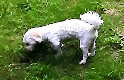 Maltipoo Puppy For Sale - Image 3 of 3