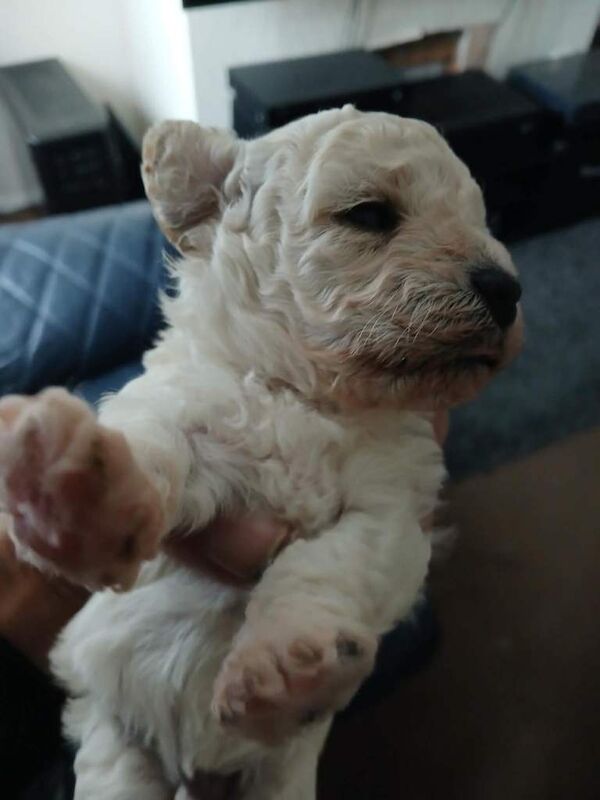 Maltipoo puppys 4 week old - Image 2 of 3
