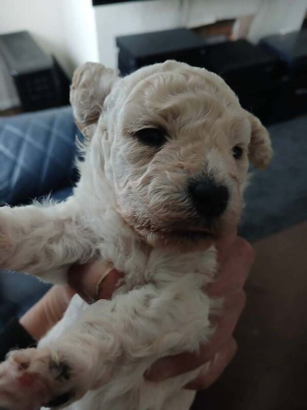 Maltipoo puppys 4 week old - Image 3 of 3