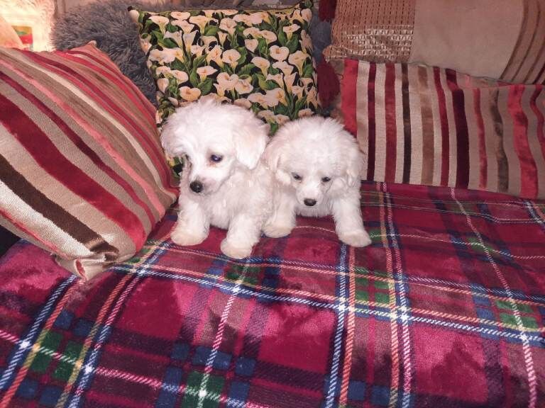 Maltipoo pups northern ireland