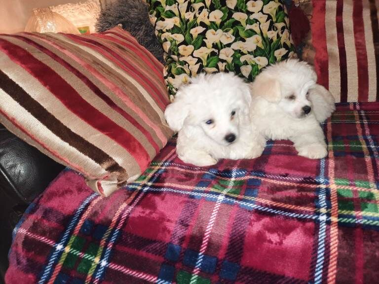 Maltipoo pups northern ireland - Image 2 of 3