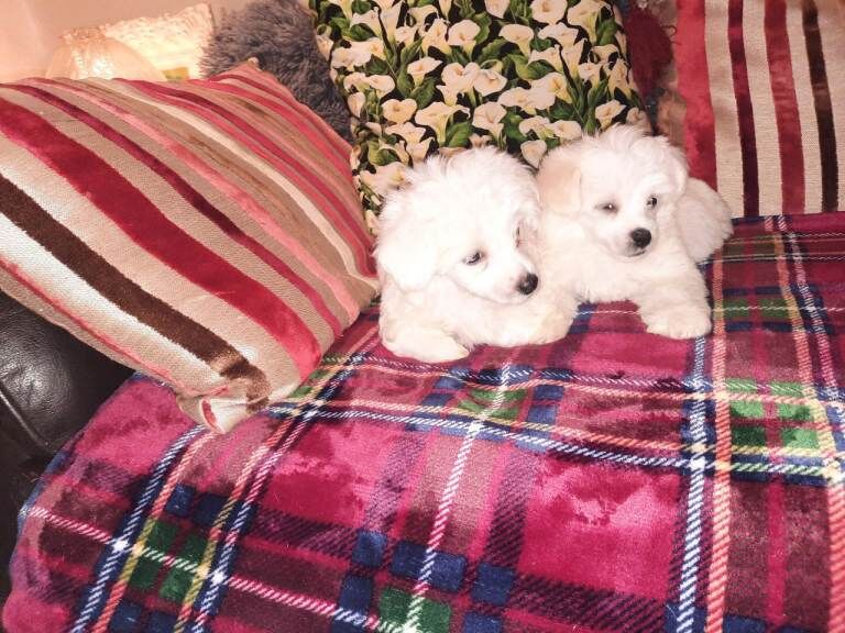 Maltipoo pups northern ireland - Image 3 of 3