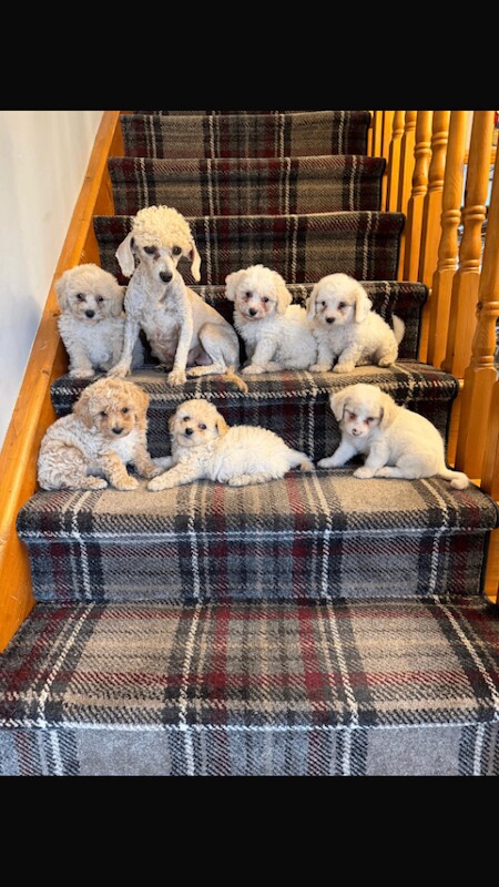 Maltipooos Pups