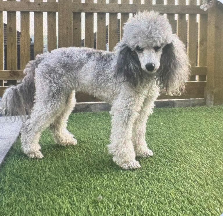 Poodle Puppies For Sale Under £1,000