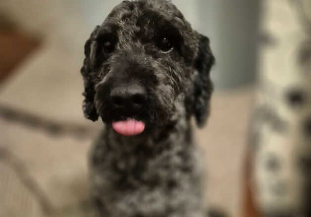 Poodle puppies for sale in Coventry, West Midlands – 3 years old - Image 1 of 3