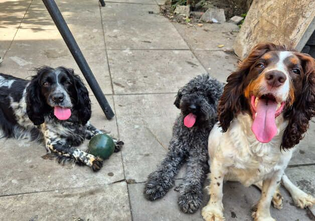 Poodle puppies for sale in Coventry, West Midlands – 3 years old - Image 2 of 3