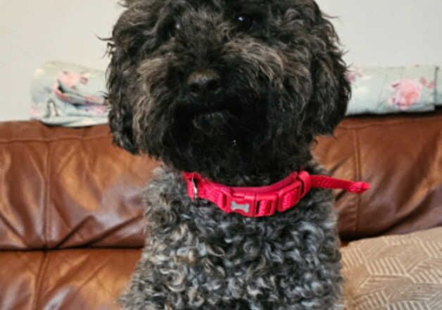 Poodle puppies for sale in Coventry, West Midlands – 3 years old - Image 3 of 3