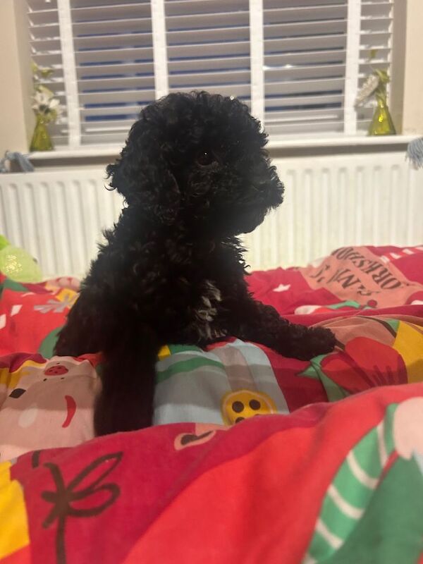 Kennel Club Registered Poodle Puppies For Sale