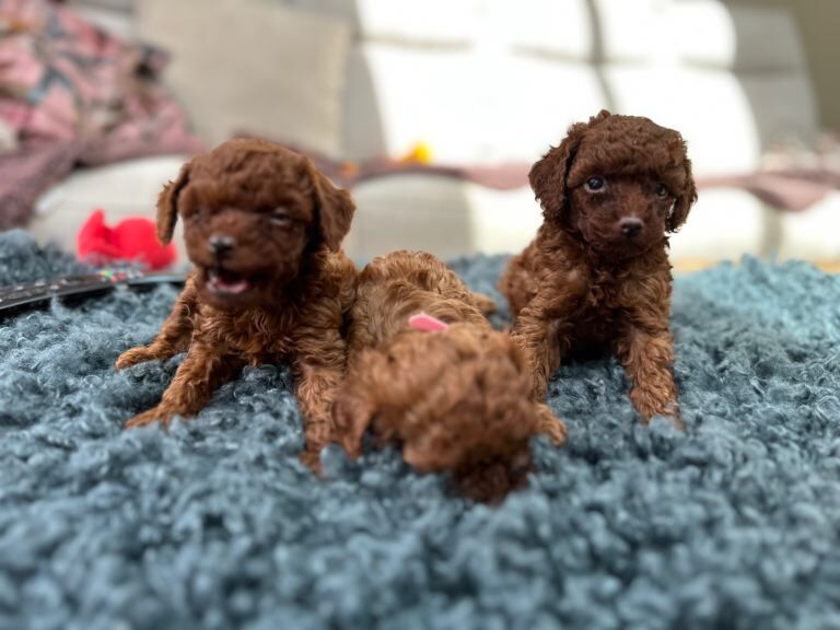Mini Asian poodles