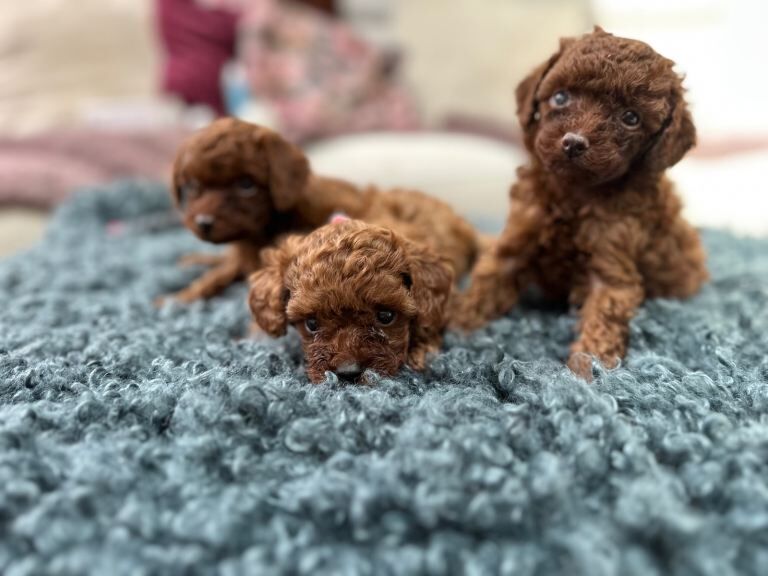 Mini Asian poodles - Image 2 of 5