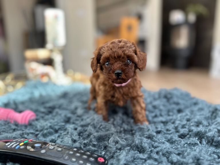 Mini Asian poodles - Image 3 of 5