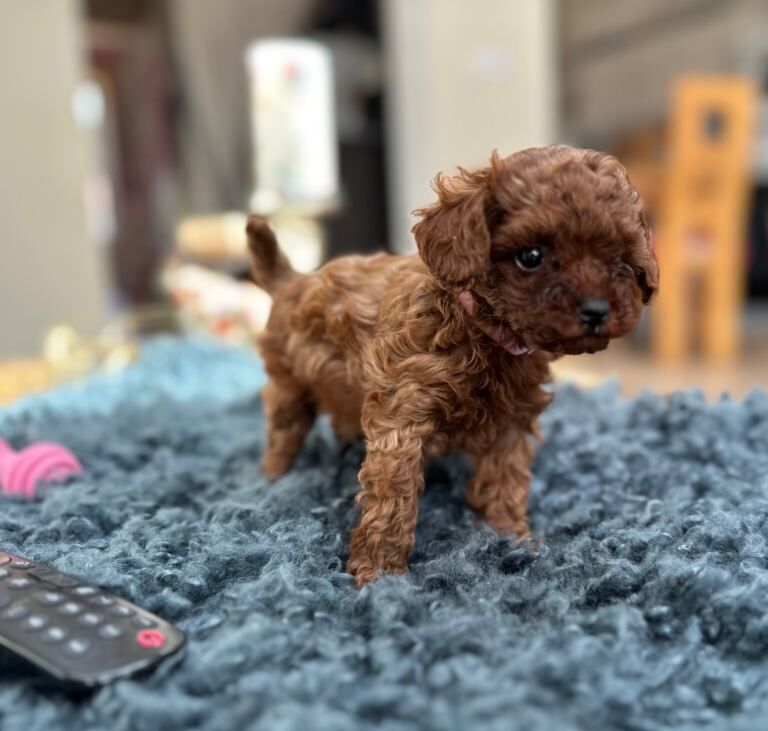 Mini Asian poodles - Image 4 of 5