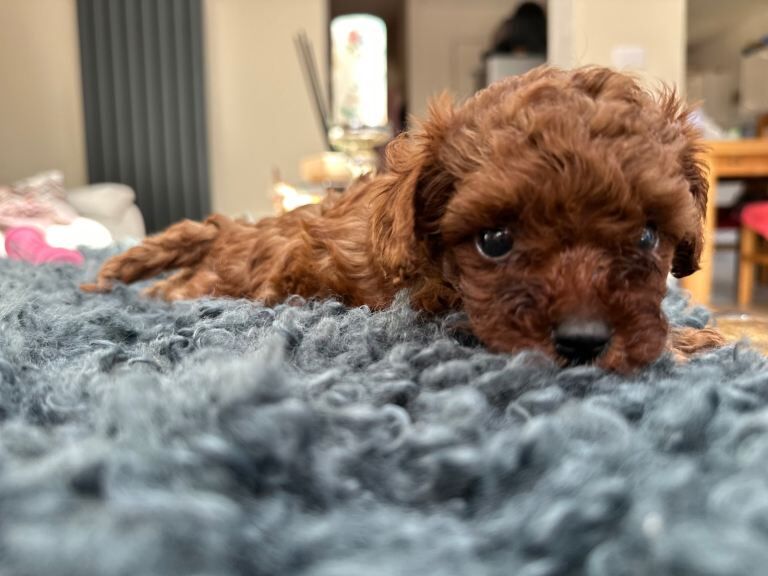 Mini Asian poodles - Image 5 of 5