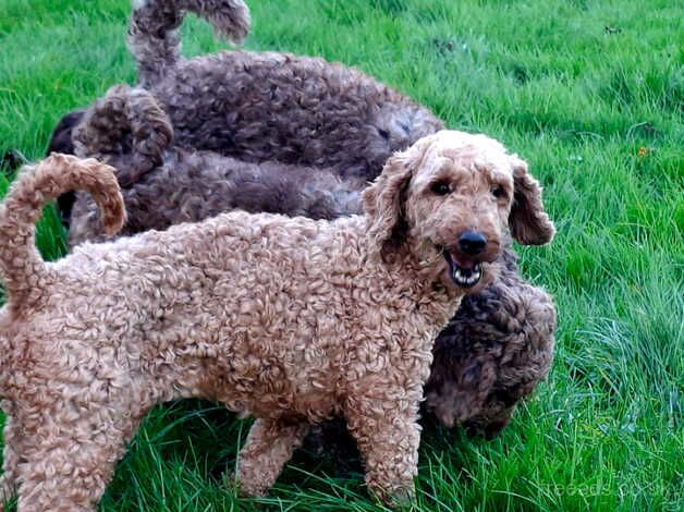 Poodle puppies for sale in Galashiels, Roxburgh, Ettrick and Lauderdale – 4 years old - Image 2 of 2