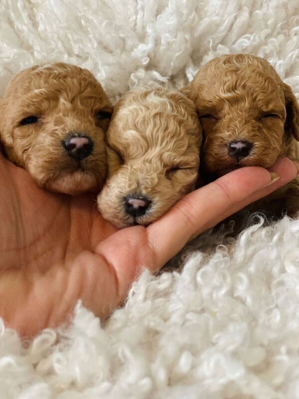 Mini Maltipoos - Image 5 of 6