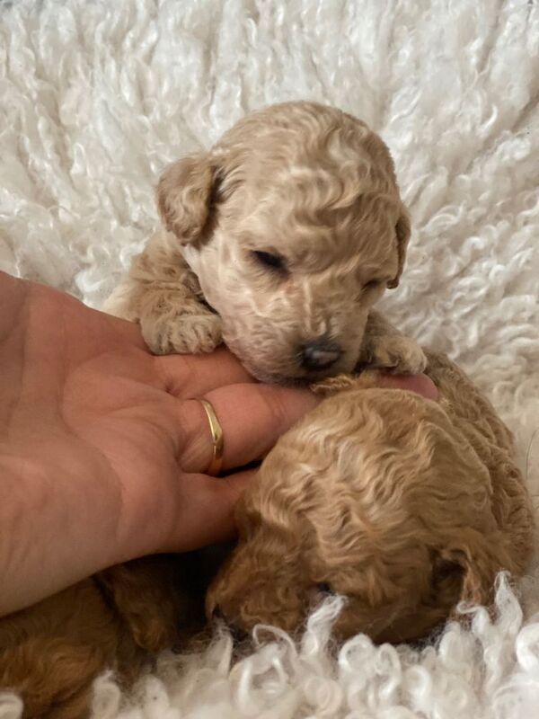 Mini Maltipoos - Image 6 of 6