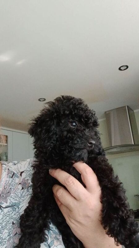 Poodle puppies for sale in Boston, Lincolnshire – 9 weeks old