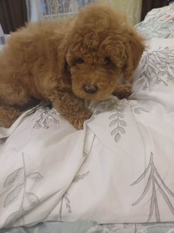 Poodle puppies for sale in Boston, Lincolnshire – 10 weeks old
