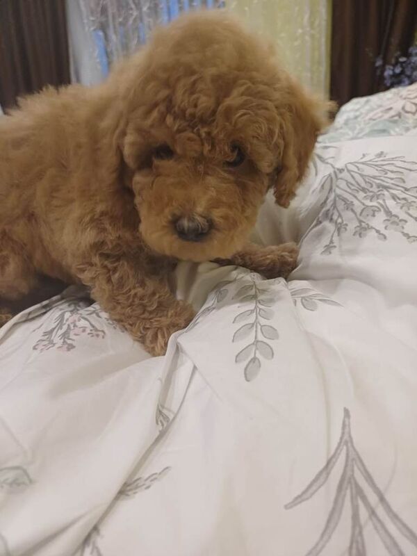 Poodle puppies for sale in Boston, Lincolnshire – 10 weeks old - Image 2 of 6